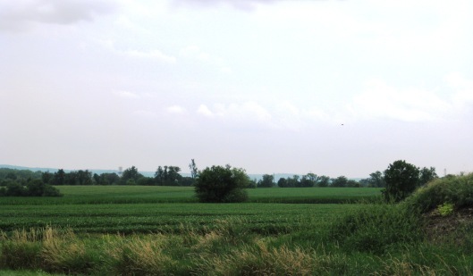 Open Farmland