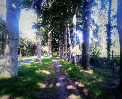 Wandeling over de Zuiderheide