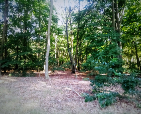 Wandeling over de Zuiderheide