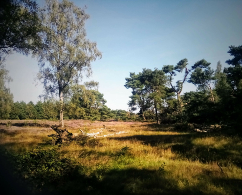 Wandeling over de Zuiderheide