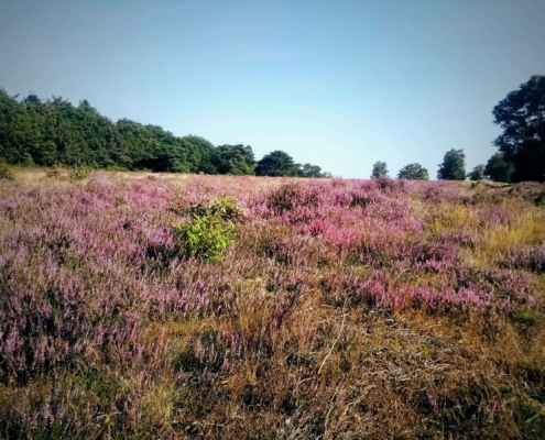 Wandeling over de Zuiderheide