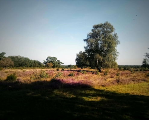 Wandeling over de Zuiderheide