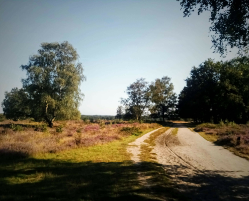 Wandeling over de Zuiderheide