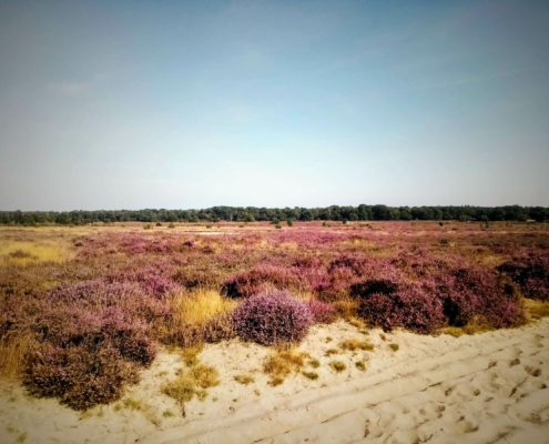 Wandeling over de Zuiderheide