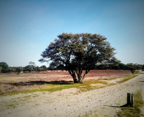 Wandeling over de Zuiderheide
