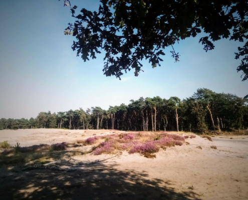 Wandeling over de Zuiderheide