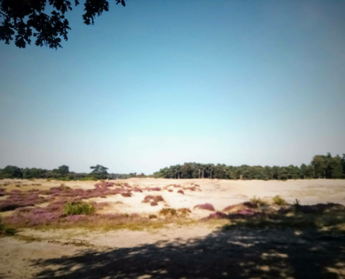 Wandeling over de Zuiderheide