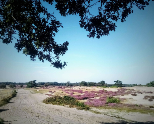 Wandeling over de Zuiderheide