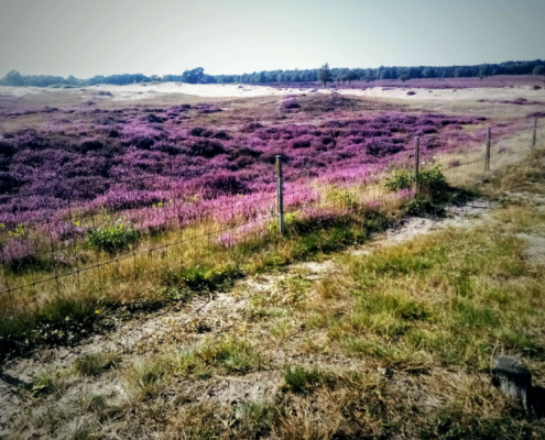 Wandeling over de Zuiderheide