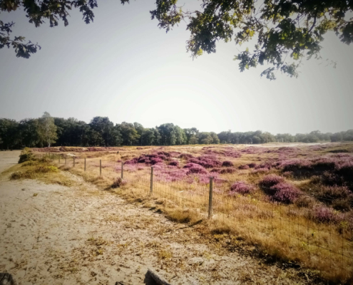 Wandeling over de Zuiderheide