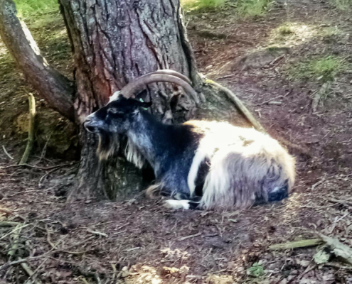Wandeling over de Zuiderheide