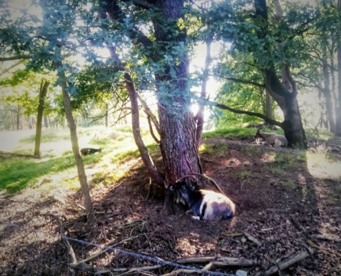 Wandeling over de Zuiderheide