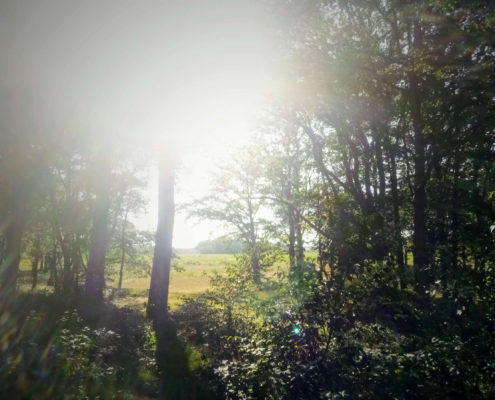 Wandeling over de Zuiderheide