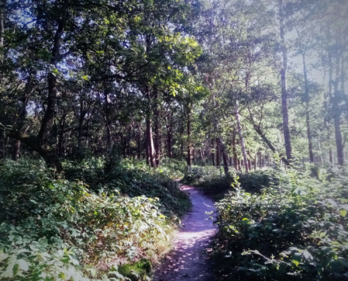 Wandeling over de Zuiderheide