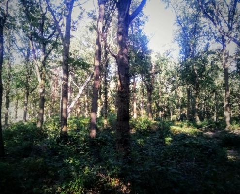 Wandeling over de Zuiderheide