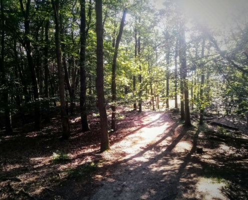 Wandeling over de Zuiderheide