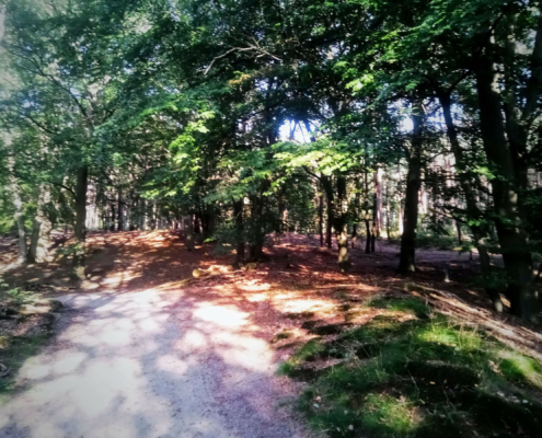 Wandeling over de Zuiderheide