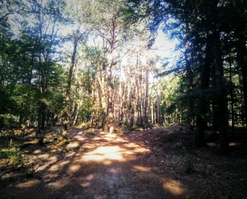Wandeling over de Zuiderheide