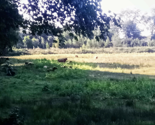 Wandeling over de Zuiderheide