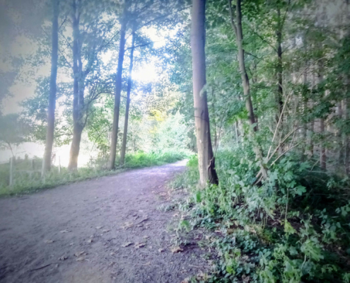 Wandeling over de Zuiderheide