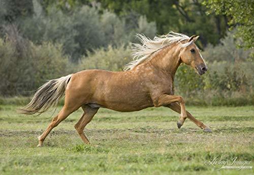 Amazon.com: Palomini Horse Running Print -"Peruvian Paso Flying" : Handmade Products