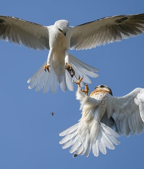 Jack-Zhi-Wildlife-Photographer-of-the-Year-2021