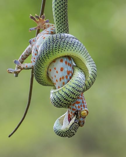 Wei Fu Wildlife Photographer of the Year 2021