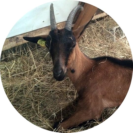 Documentation of a small goat god, May 2016.