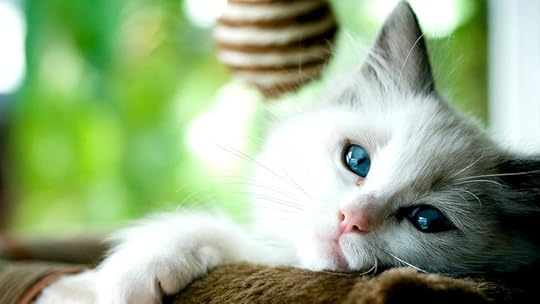 Covid: Scientists find more evidence of human-to-cat transmission - BBC News