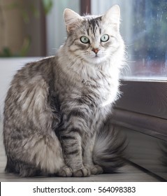 Silver Cat Images, Stock Photos &amp; Vectors | Shutterstock