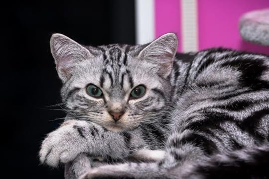 10 Fascinating Facts About Silver Tabby Cats (With Pictures) - Excited Cats