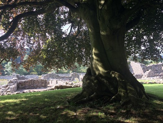A copper beech tree at Deer Abbey