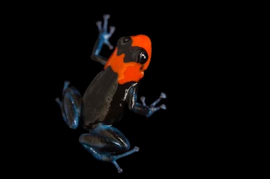 Vulnerable Blessed Dart Frog