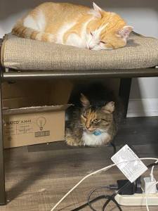 Kel (brought home in May) and Ember (rescued stray a few months later)