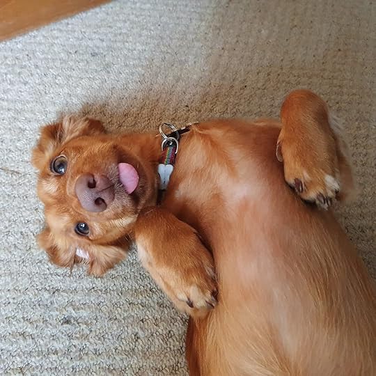 When you just need belly rubs! 