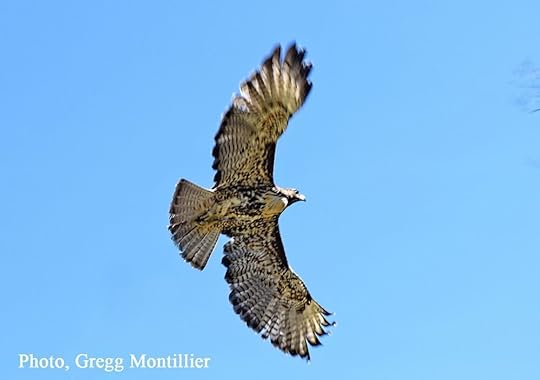 zorro free flight (002).jpg