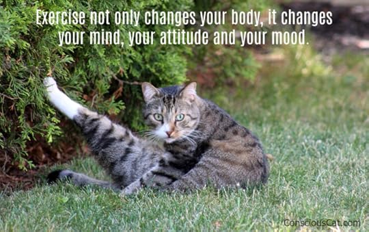 cat-exercising