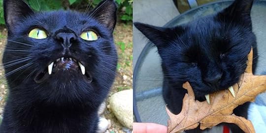 Cat With 'Vampire Teeth' Completely Won Over The Woman Who Saved Him - The Dodo