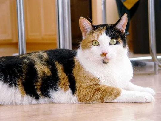 Why Calico Cats Are Almost Always Female
