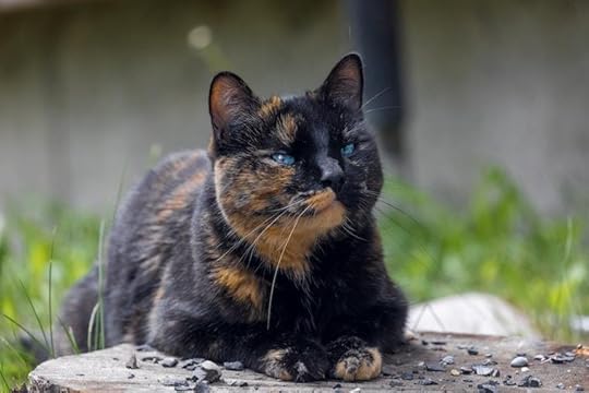 The Terrific Tortie Cat: 6 Facts – Litter-Robot Blog