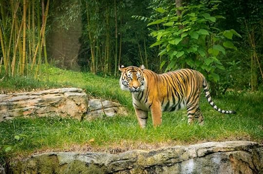 tiger at nashville zoo outdoor activities in nashville