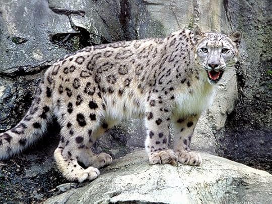 Snow-leopards-are-essentially-solitary-mammals-but-male-and-female-pairs-have-shown-high-sociability
