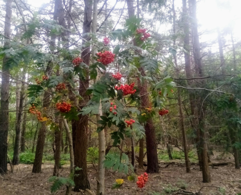 Monnikenberg en Anna's Hoeve, een wandeling