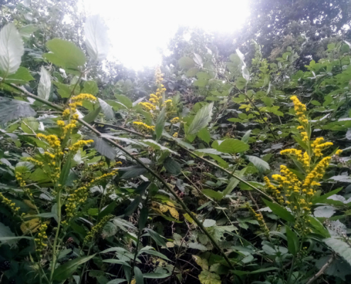 Monnikenberg en Anna's Hoeve, een wandeling