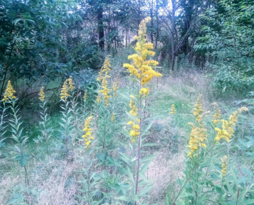 Monnikenberg en Anna's Hoeve, een wandeling