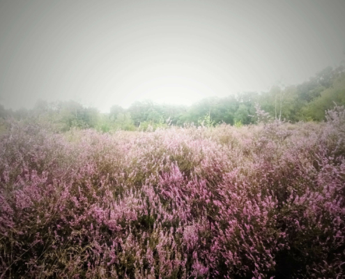 Monnikenberg en Anna's Hoeve, een wandeling