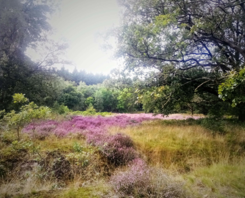 Monnikenberg en Anna's Hoeve, een wandeling