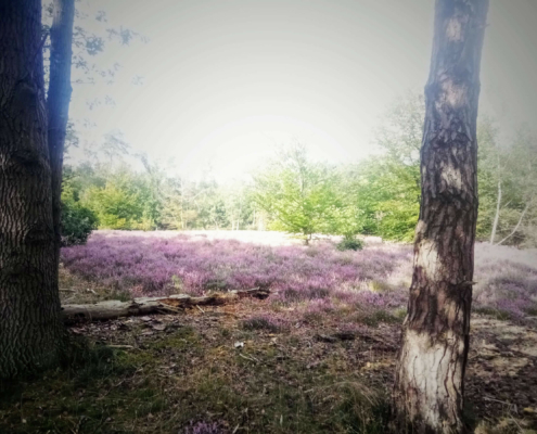 Monnikenberg en Anna's Hoeve, een wandeling
