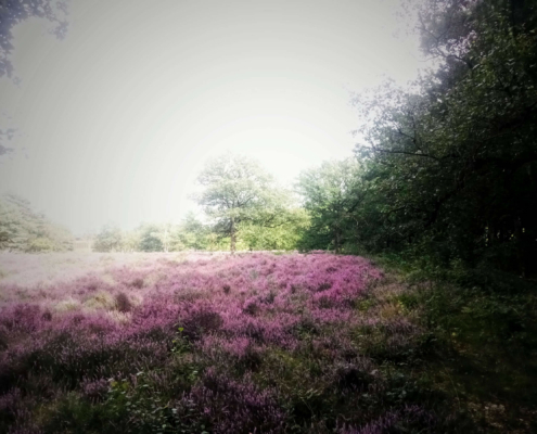 Monnikenberg en Anna's Hoeve, een wandeling