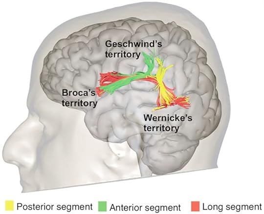 A three-dimensional rendering of the brain, highlighting the location of the arcuate fasciculus and showing how it connects Broca's territory, wernicke's territory, and Geschwind's territory, all vital to how the brain processes language. The genetics of dyslexia are connected to diminished functioning in the arcuate fasciculus. Studying the genetics of dyslexia can help children receive an earlier diagnosis and the help they need.